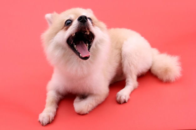 Perro pomeranian blanco sobre rojo