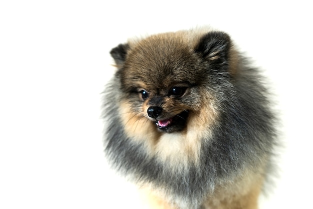 Perro pomeranian lindo aislado sobre fondo blanco