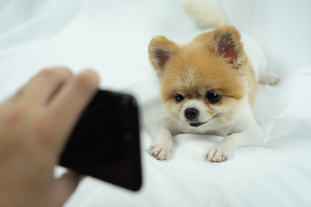 Perro Pomeranian viendo teléfono inteligente en la cama