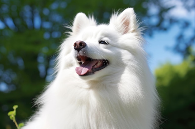 Un perro pomeraniano blanco camina por el parque