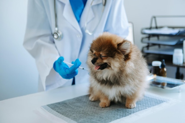 Perro pomeraniano recibiendo inyección de vacuna durante la cita en clínica veterinariaxAxA