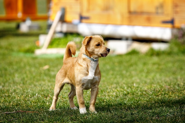 Perro en un prado verde