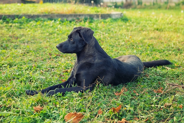 Perro en el prado