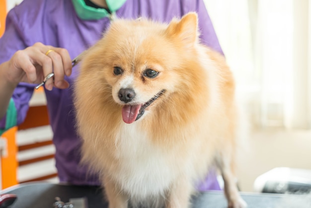 Perro preparándose en el salón