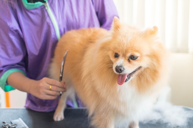 Perro preparándose en el salón