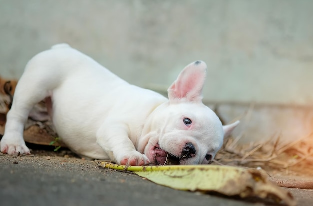 Foto perro de primer plano en la calle