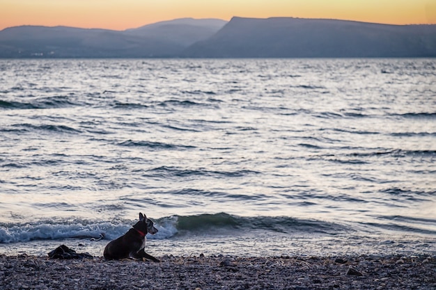 El perro y la puesta de sol en el mar de Galilea Lago Tiberíades, Kinneret