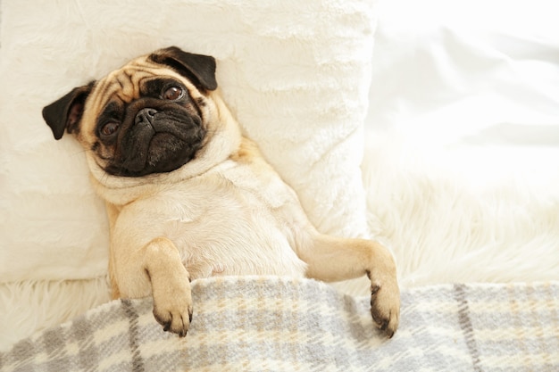 Perro Pug acostado en la cama debajo de una manta