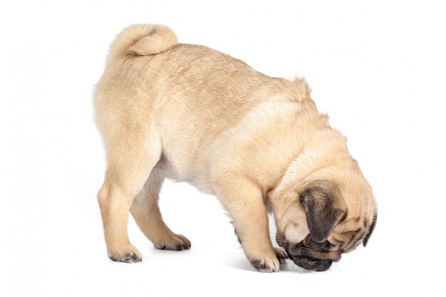 Perro Pug aislado en un blanco