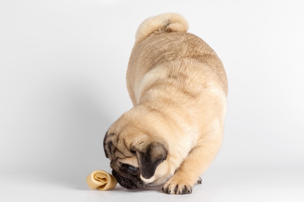 Perro Pug aislado en un blanco