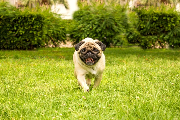 Perro pug alegre corriendo a través de la hierba verde