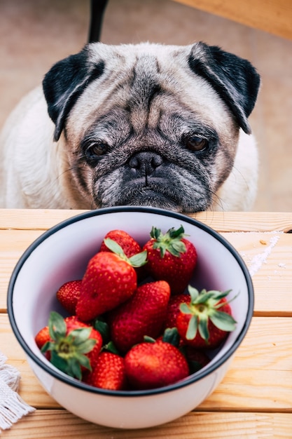 Perro pug bastante pensativo mirando fresas. Sentado a la mesa de madera como un pueblo. Concepto de mejores amigos