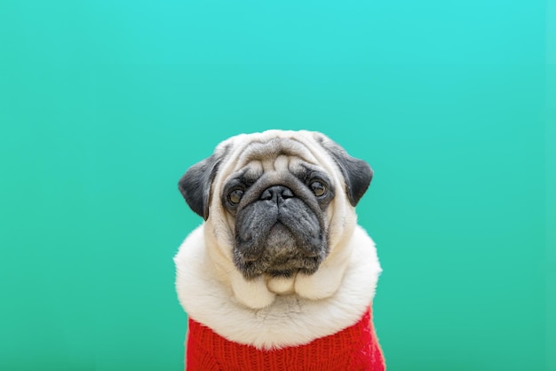 Perro pug beige en un suéter rojo sobre un fondo azulverde Copiar espacio