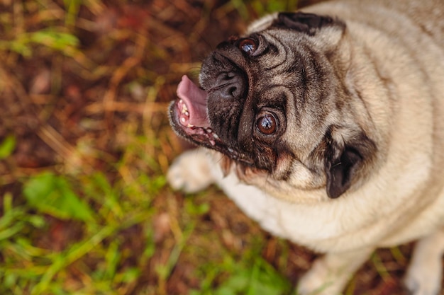 Perro pug con la boca abierta y la lengua saliendo y sentado en la hierba del bosque en un día soleado