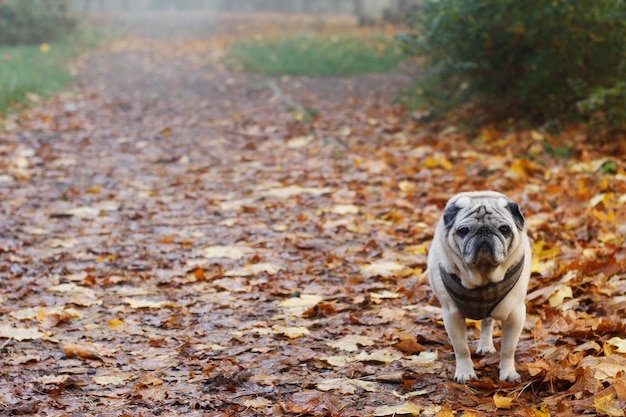 Perro Pug en la brumosa mañana de otoño