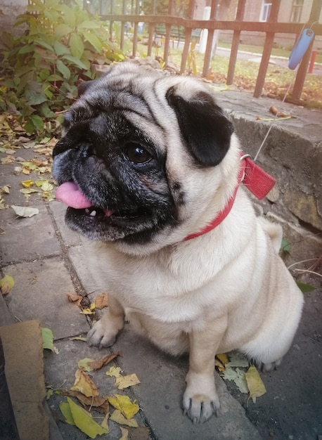 Un perro pug con un collar rojo se sienta en la calle cerca de la valla lindo y divertido