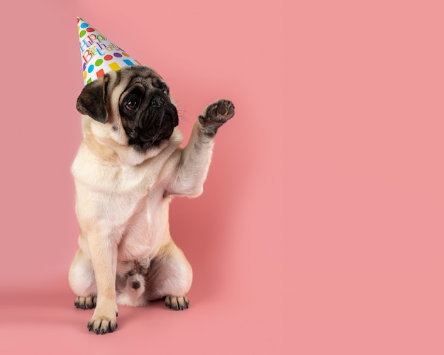Perro pug divertido dando su pata y con sombrero de feliz cumpleaños en rosa