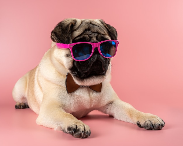 Perro Pug divertido con gafas de color rosa sobre fondo rosa.