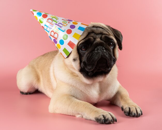 Perro Pug divertido con sombrero de feliz cumpleaños sobre fondo rosa.