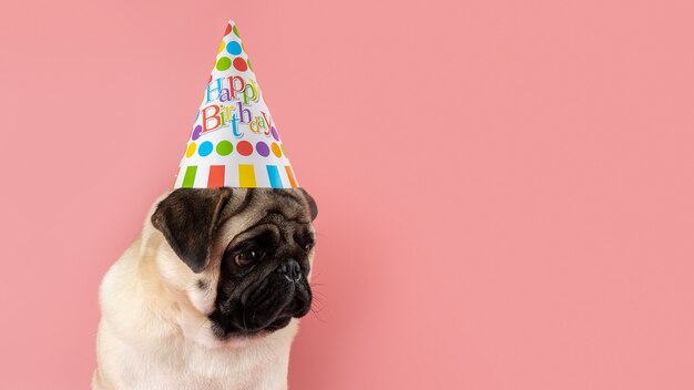 Perro Pug divertido con sombrero de feliz cumpleaños sobre fondo rosa.