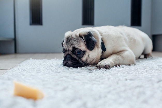 Perro Pug esperando permiso para comer queso.