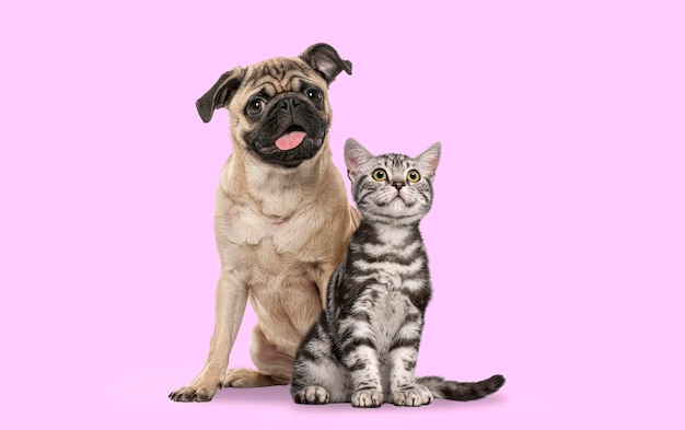 Perro Pug y gatito de pelo corto británico sentados uno al lado del otro en un fondo rosa