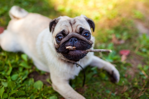 Perro Pug mordiendo un palo y tirado en el pasto en el parque