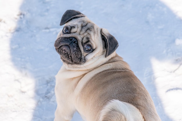 Un perro pug con nariz negra y orejas negras.