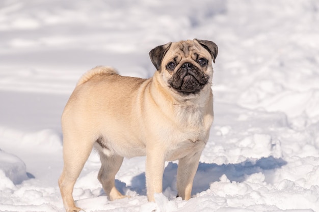 Un perro pug se para en la nieve.