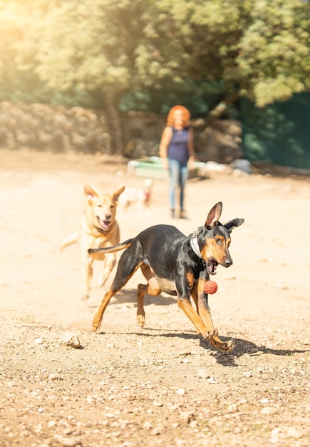 Perro a punto de perseguir a un perro mientras juega en un parque