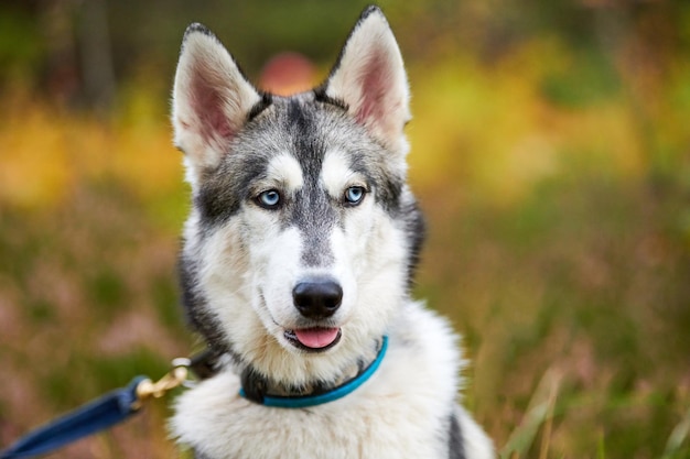 Perro de pura raza Husky siberiano con la boca abierta sacando la lengua, fondo del bosque borroso. Retrato de Husky siberiano lindo amistoso con pelaje blanco y negro y ojos azules. Perro husky caminando al aire libre