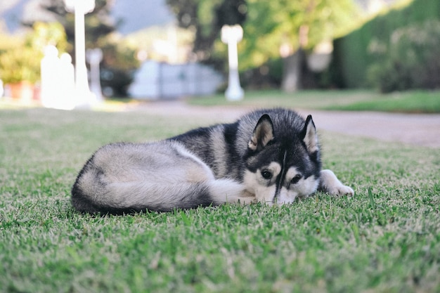 Perro de pura raza Husky siberiano tirado en la hierba