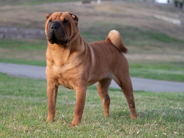 Perro de pura raza Sharpei parado en la hierba