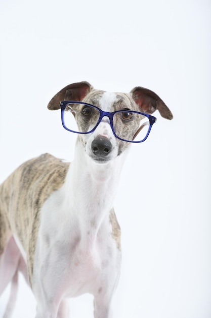 Perro de pura raza Whippet mirando con gafas