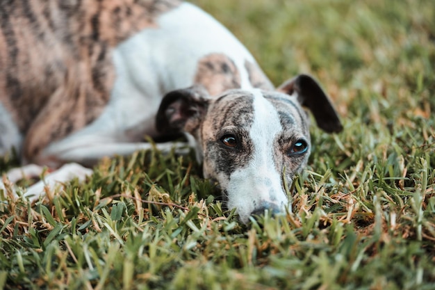 Perro de pura raza Whippet tirado en la hierba