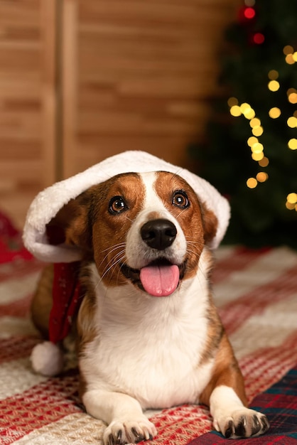 Perro pura sangre en el árbol de Navidad Welsh Corgi Pembroke Christmas Holidays and events