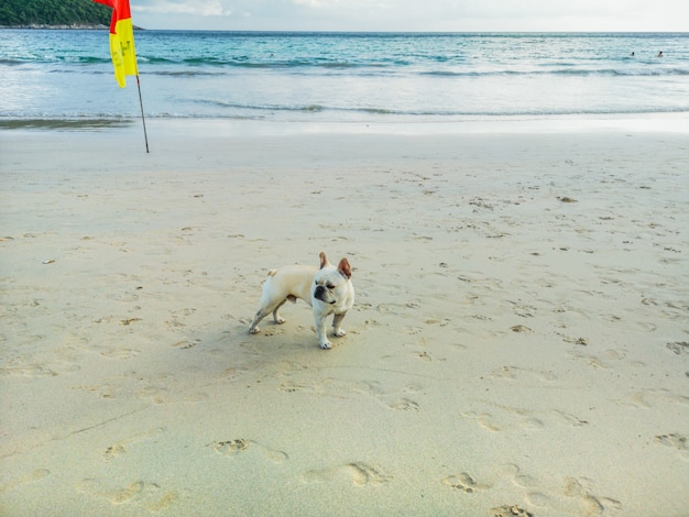 Un perro que camina en la playa hermosa.