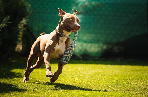 Foto el perro que corre en el patio trasero amstaff terrier con cuerda de juguete corre hacia la cámara