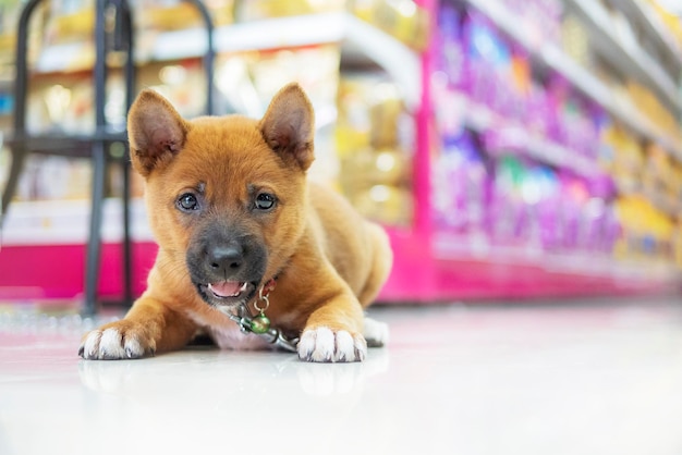 El perro que se crió en la tienda de mascotas.