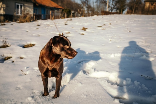 Un perro que está parado en la nieve.