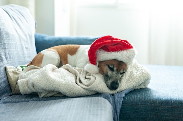 Perro que se establecen en el sof con un gorro de Papá Noel