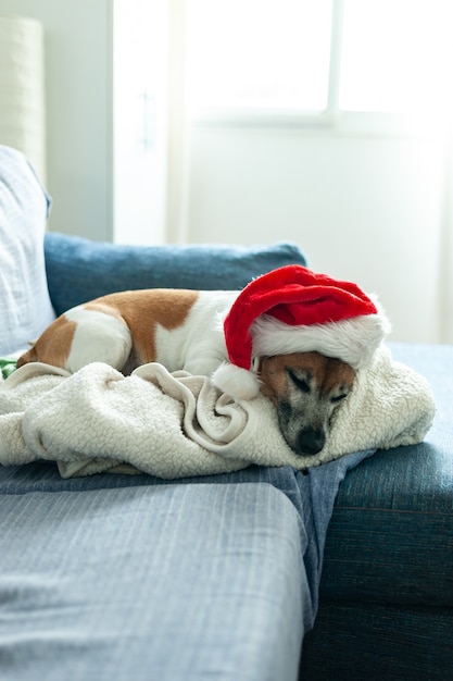 Perro que se establecen en el sof con un gorro de Papá Noel