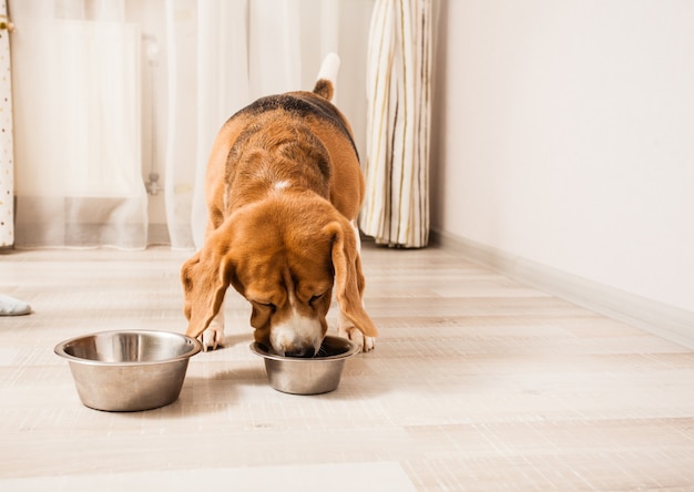 El perro quiere probar la comida de los gatos mientras el gato se relaja en el suelo.