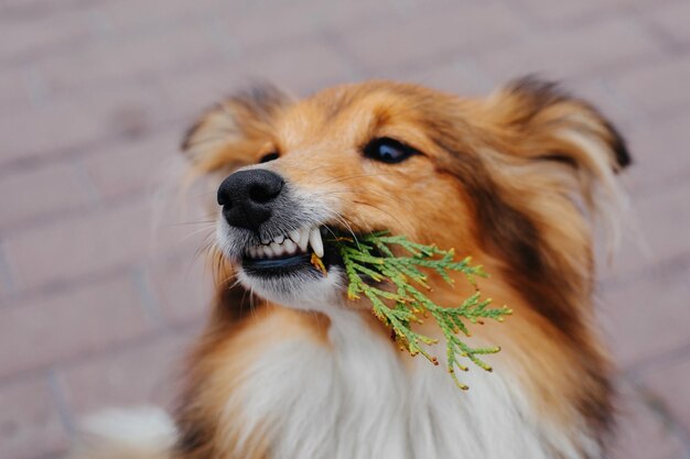 Un perro con una ramita en la boca.