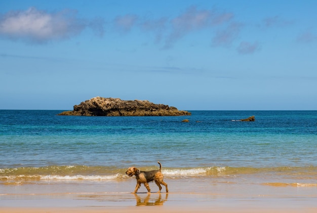 Foto un perro de la raza airdale terrier en la playa