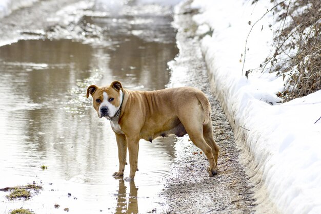 perro de raza amstaff corriendo sobre el agua