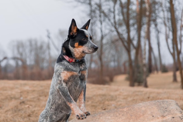 Perro de raza australiana al aire libre Retrato de perro Blue Heeler en el parque