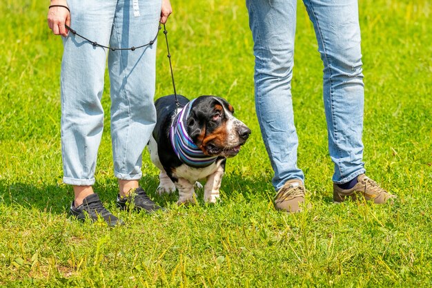 Perro de raza basset hound en el parque cerca de la gente. Interesante perro con bufanda