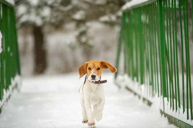 Perro de raza Beagle en invierno jugar en la nieve al aire libre.