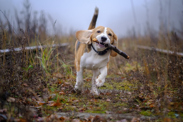 Perro de raza Beagle jugando con un palo en el parque de otoño en una espesa niebla